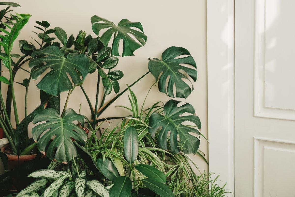 6Tropical Plants to Get the Jungle Look at Home - 10881
